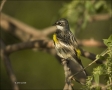 Ohio;Yellow-rumped-Warbler;Warbler;Dendroica-coronata;one-animal;close-up;color-